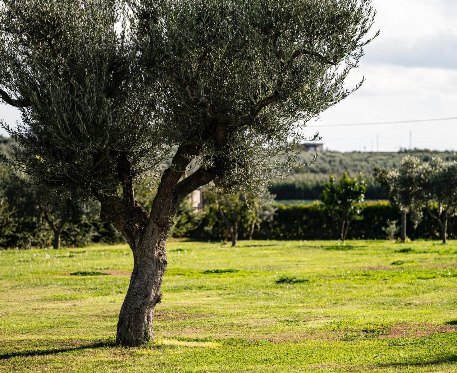 La Massaria Agriresort Orta Nova Exteriér fotografie
